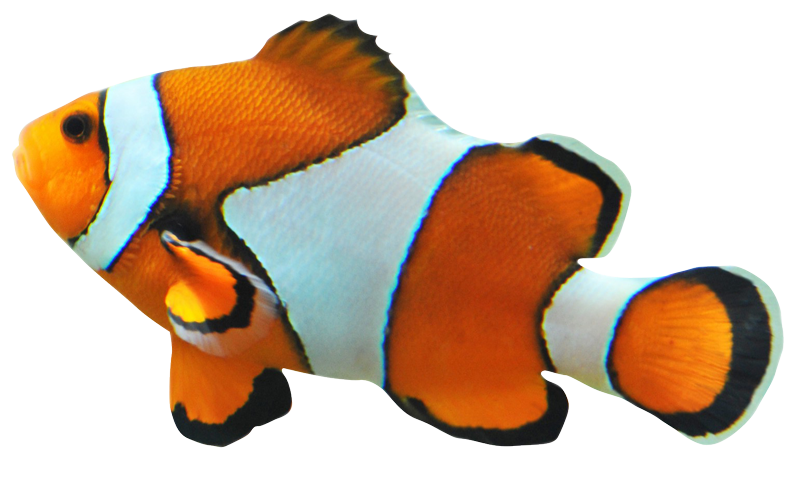 A clown fish is swimming in the water on a white background