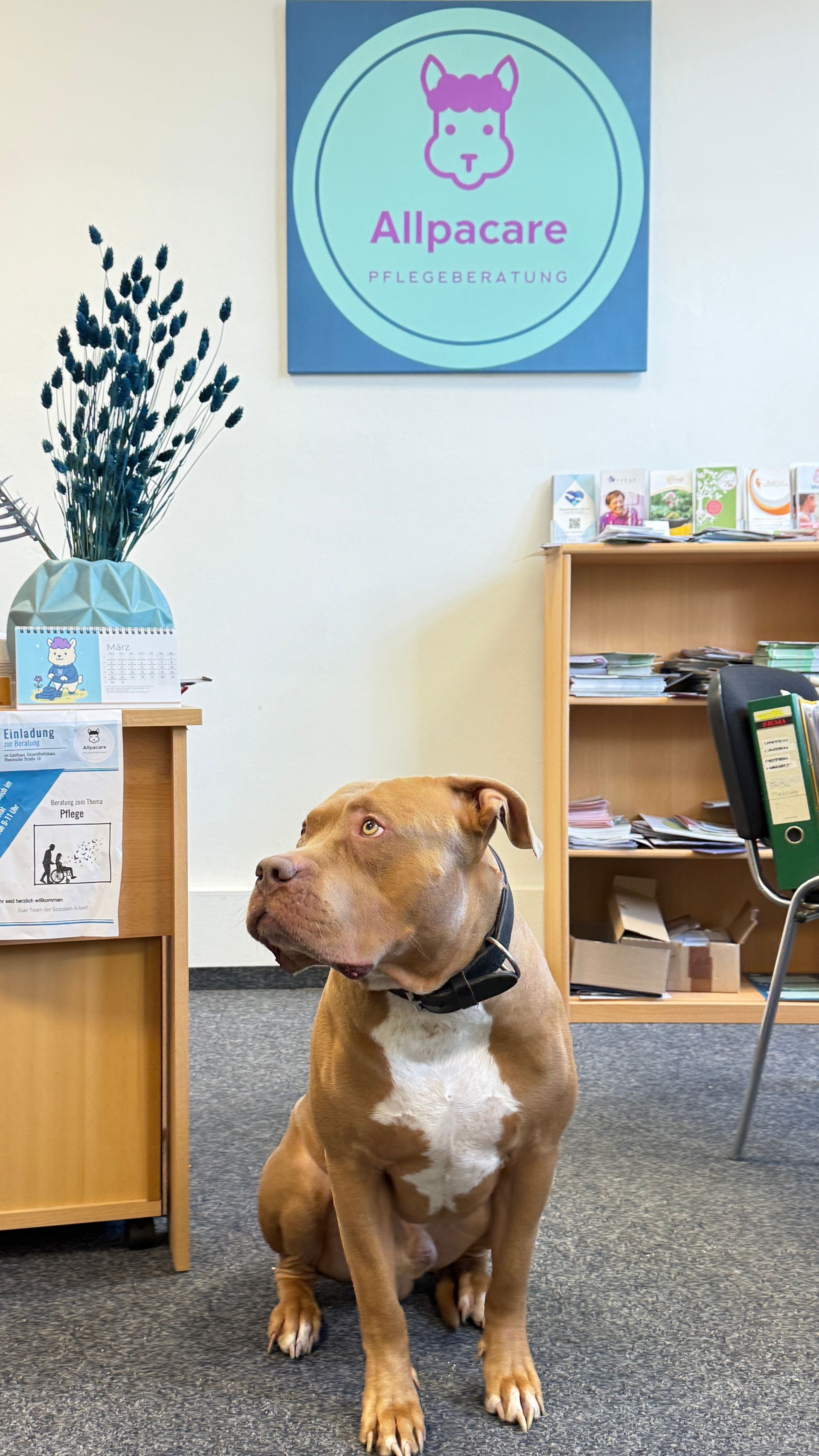 Diego unser Bürohund