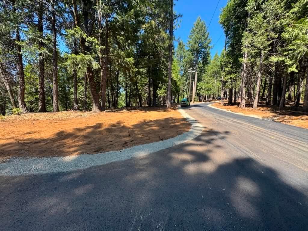 Winding paved road through a sunlit pine forest with dry orange ground cover