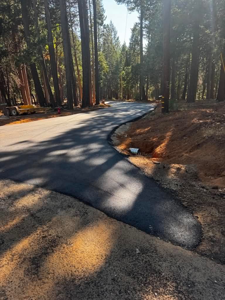 Sunlit winding road through a forest of tall trees with long shadows across the pavement