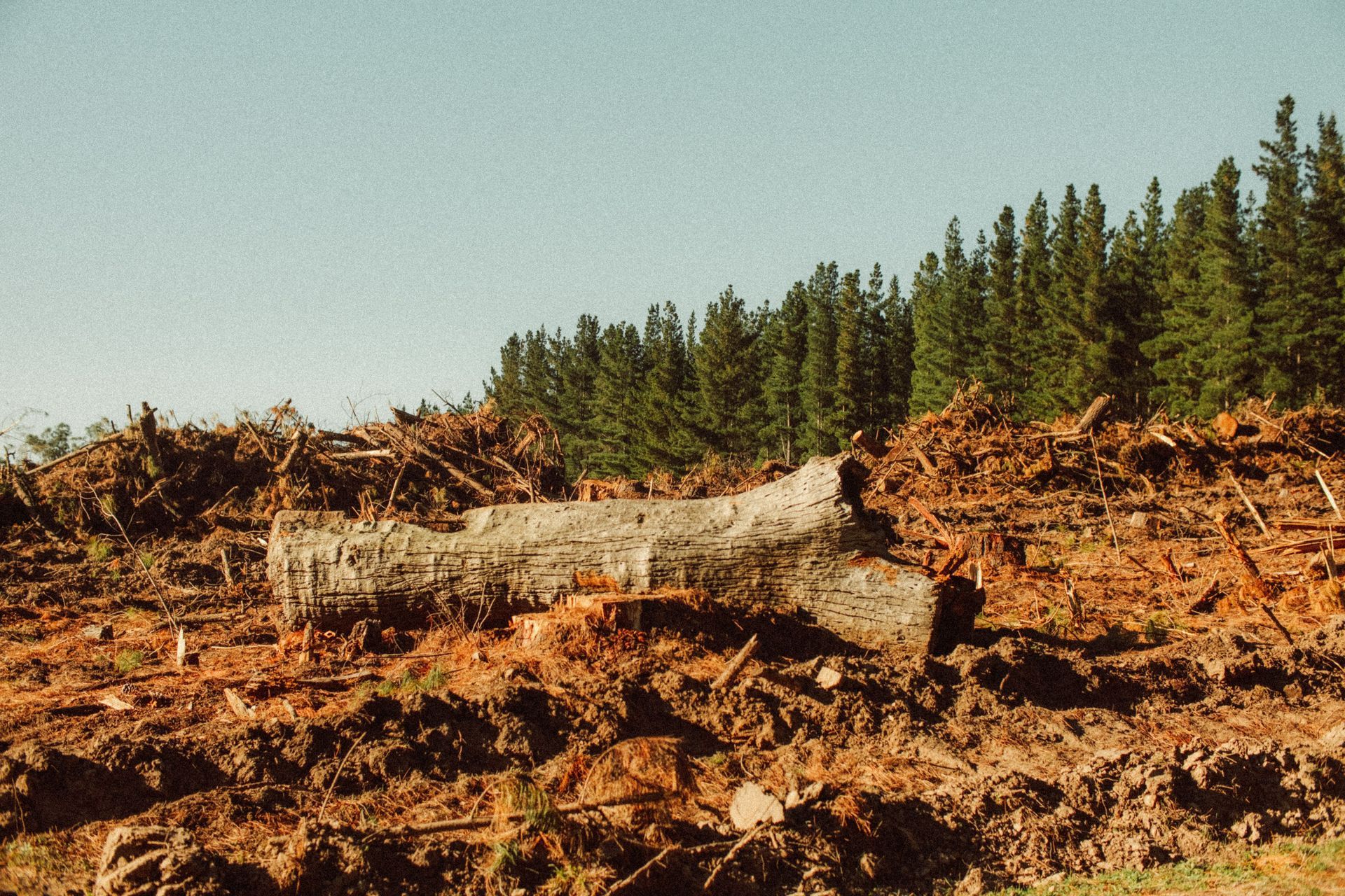 Clear-cut forest with felled logs and muddy debris under a line of standing trees and blue sky