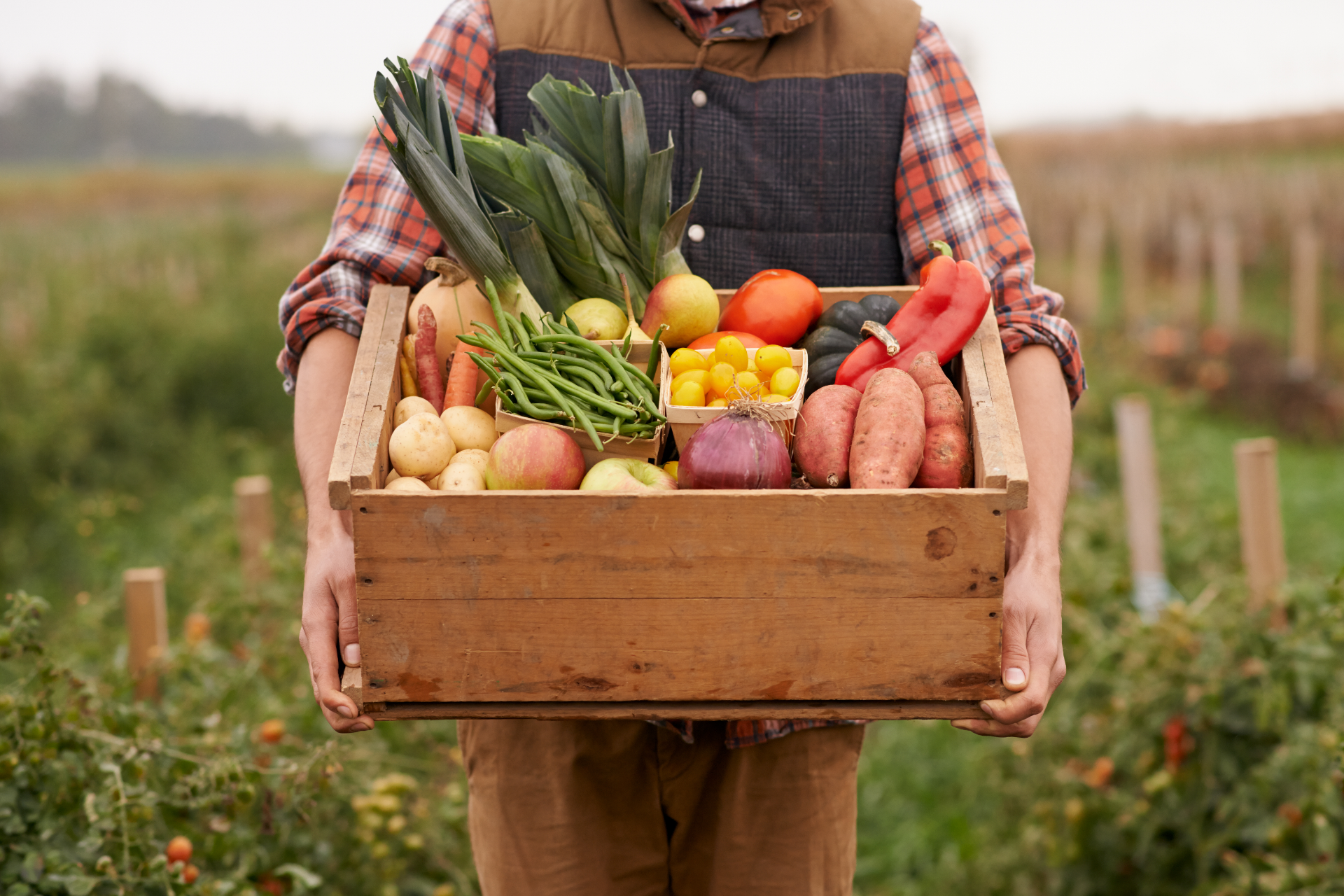 Farmer holding a crate of fresh vegetables in a field, including tomatoes, peppers, potatoes, and onions