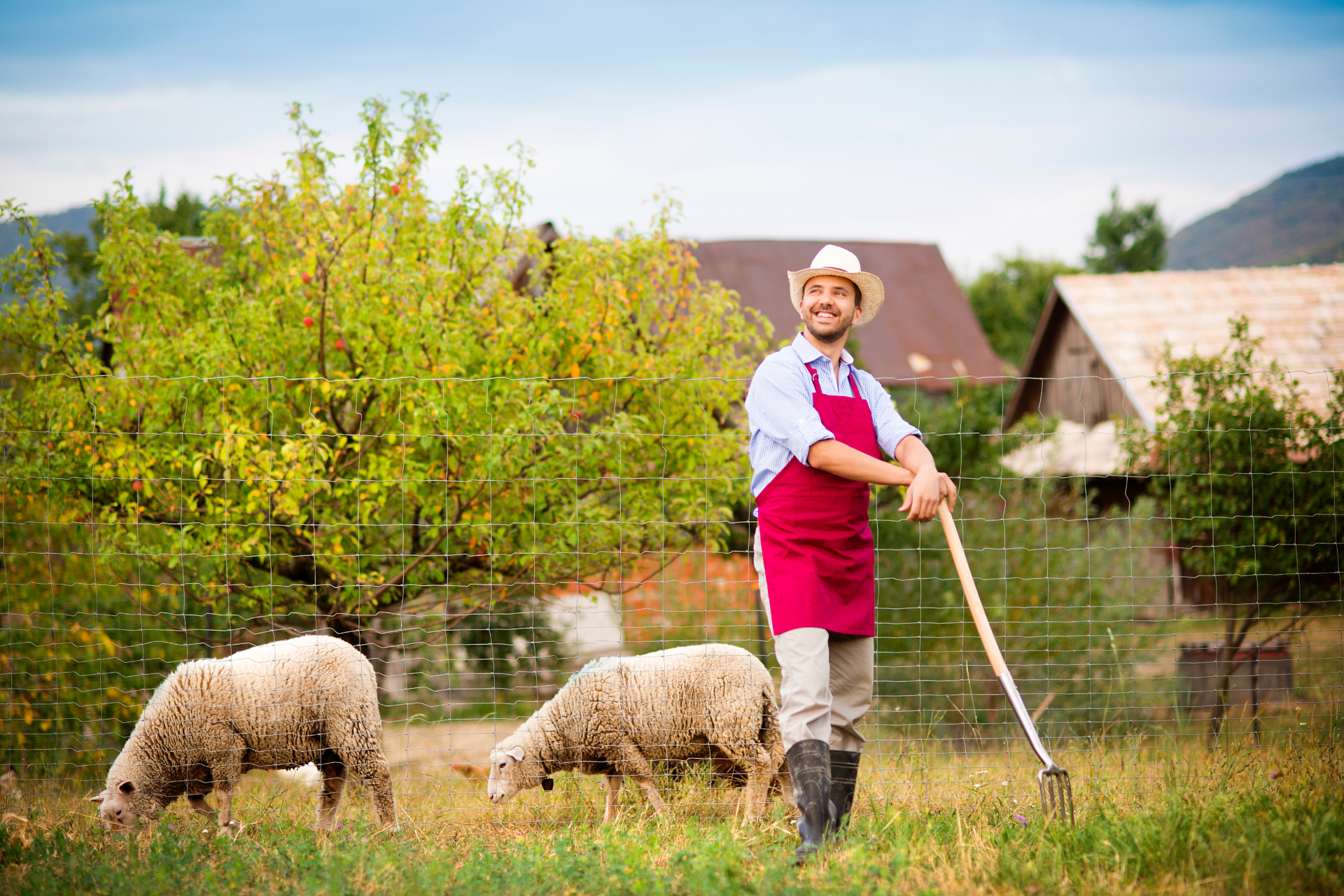 Farmer in red apron tending sheep in a grassy field near дерев buildings