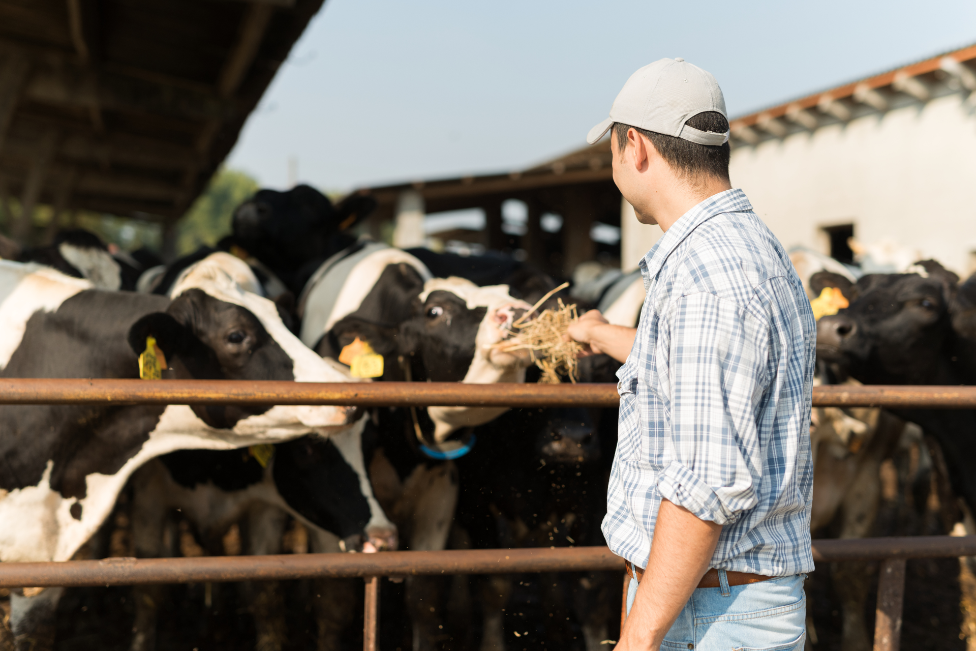 Farmer in plaid shirt feeding black-and-white cows at a farm pen