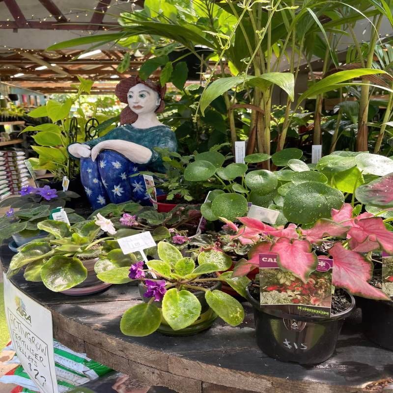 A display of potted plants, including violets and caladium, and a statue of a seated woman outdoors.