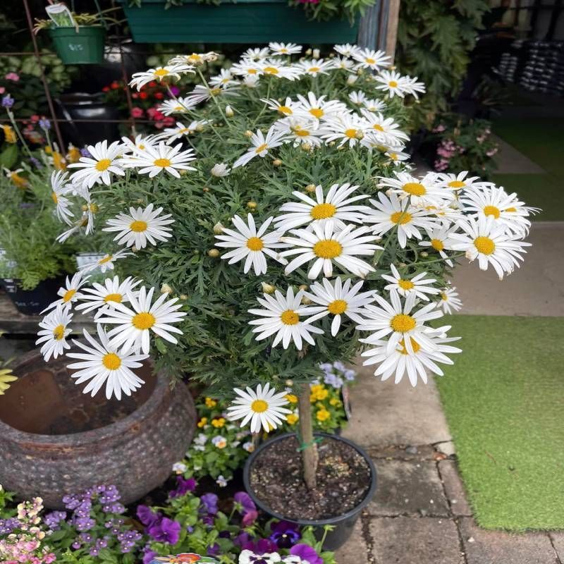 White daisy bush with yellow centers, in a black pot, surrounded by other potted flowers.