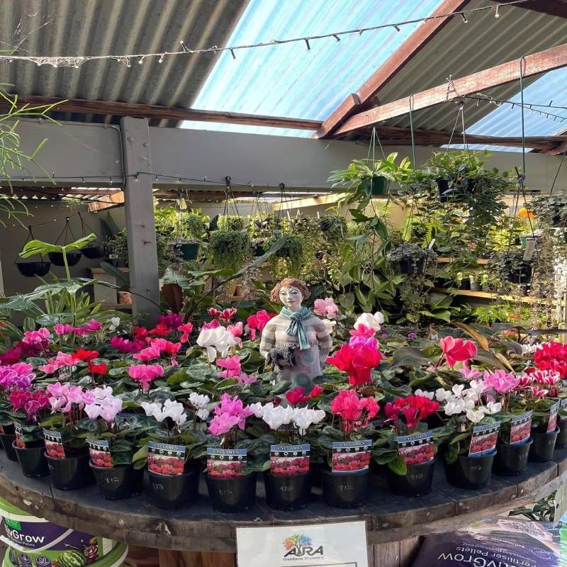 Display of potted cyclamen flowers in various colors at a garden center, with a small statue.