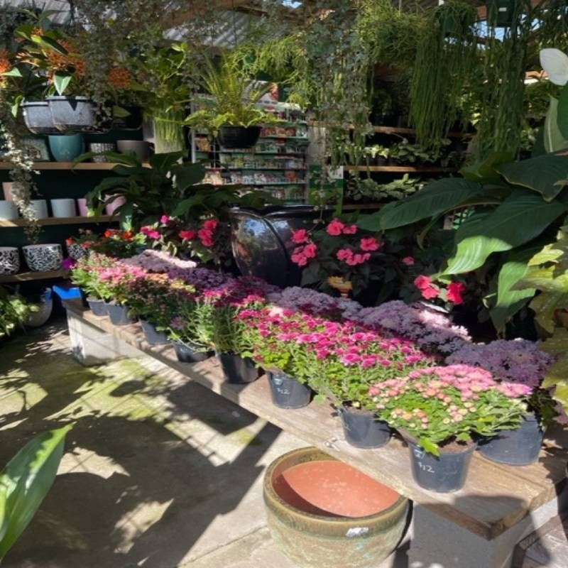 A garden center with potted flowers in rows, plus shelves of plants and containers. Sunny and bright.