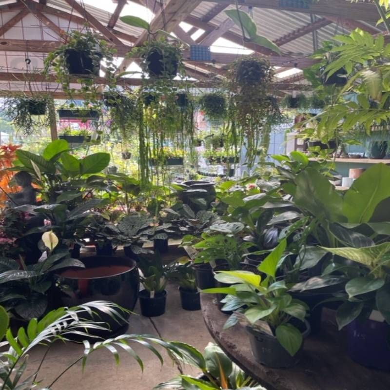 A greenhouse filled with various green plants; some potted, others hanging from the ceiling.