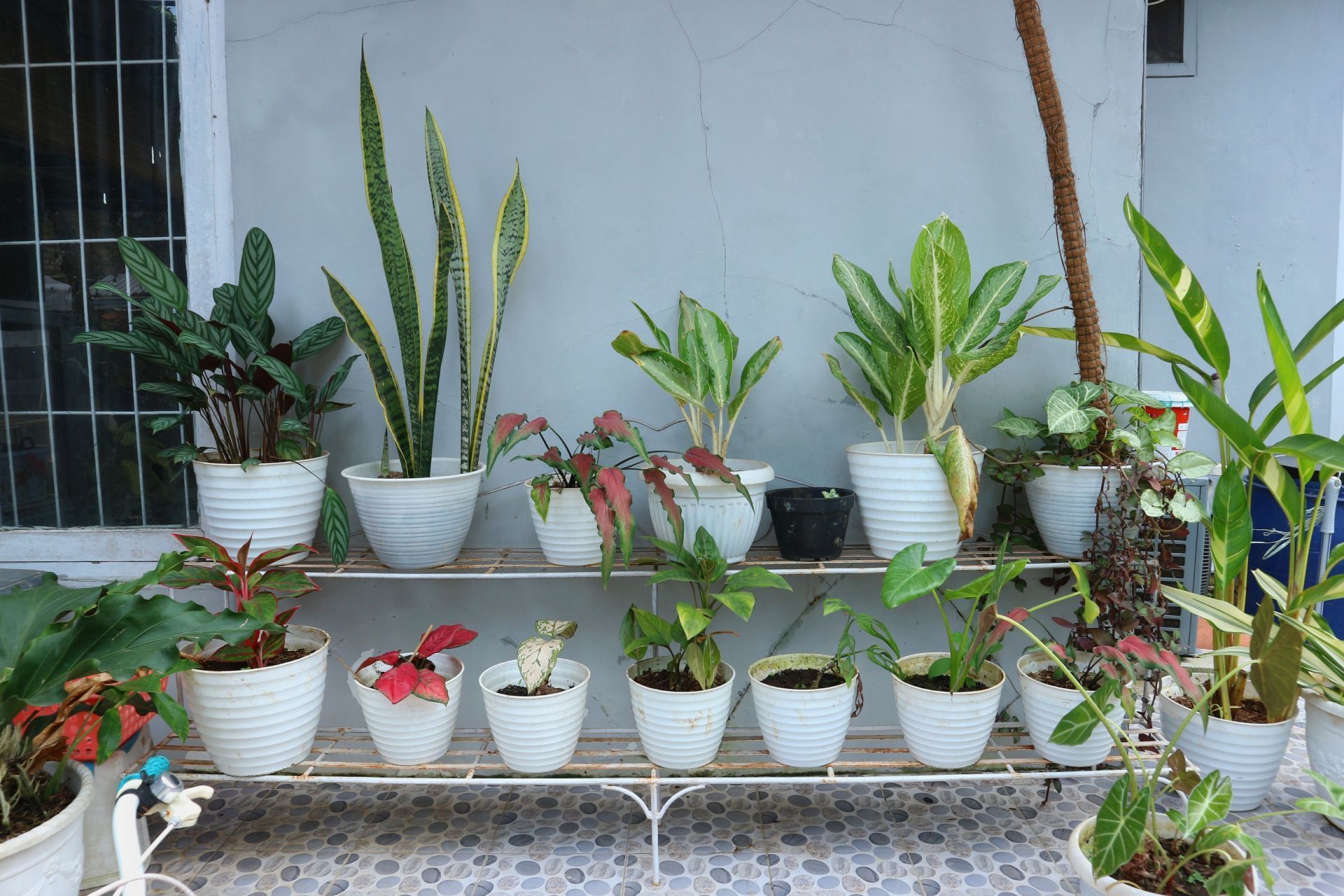 Various potted plants arranged on white shelves against a gray wall.