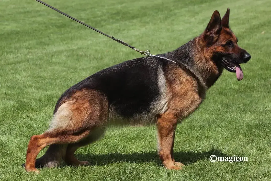 Dog breeding - Edingworth - Delhorn Boarding Kennels - Toilers Kelga Dog breeding - Edingworth - Delhorn Boarding Kennels - Toilers Kelga