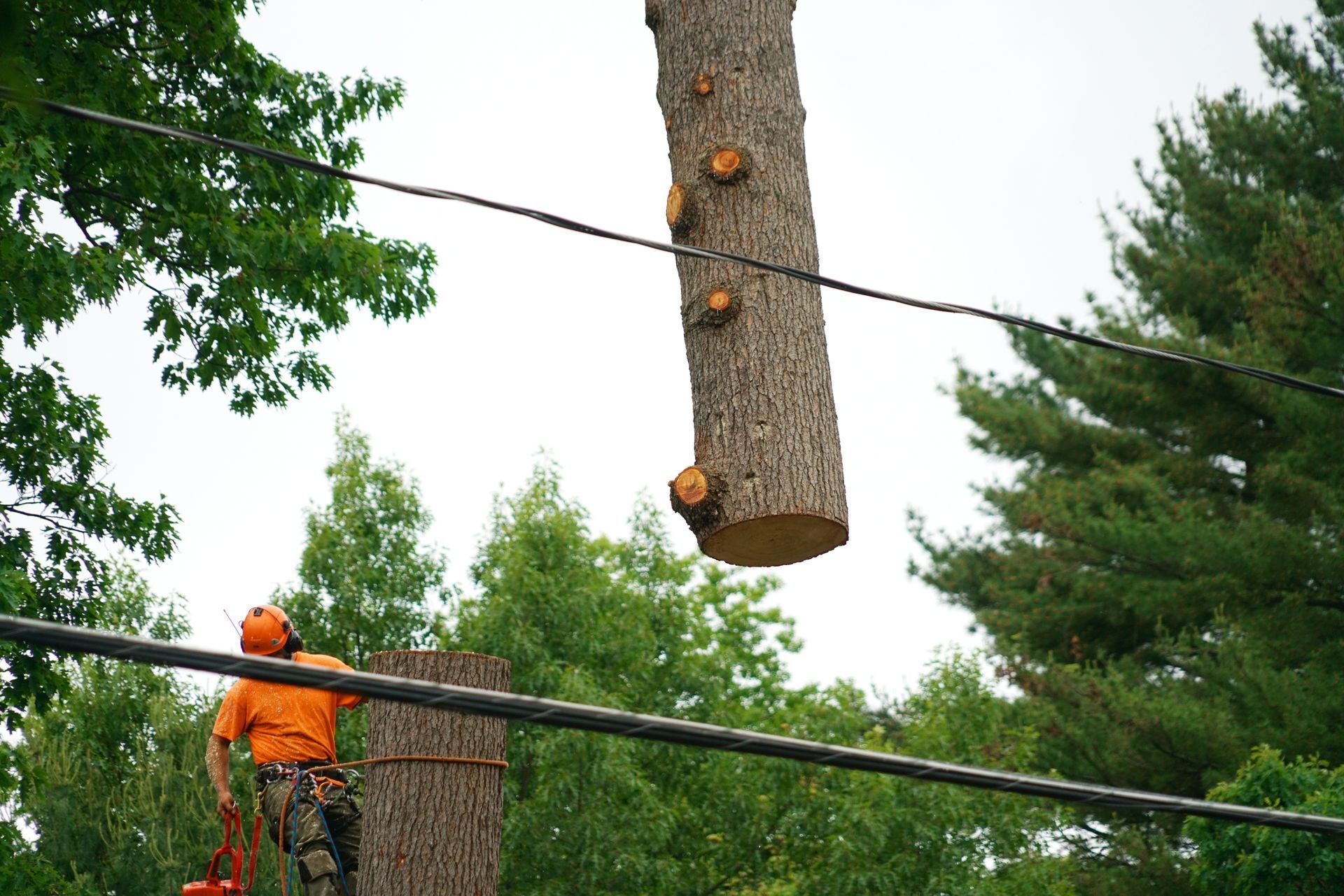 picture of tree removal