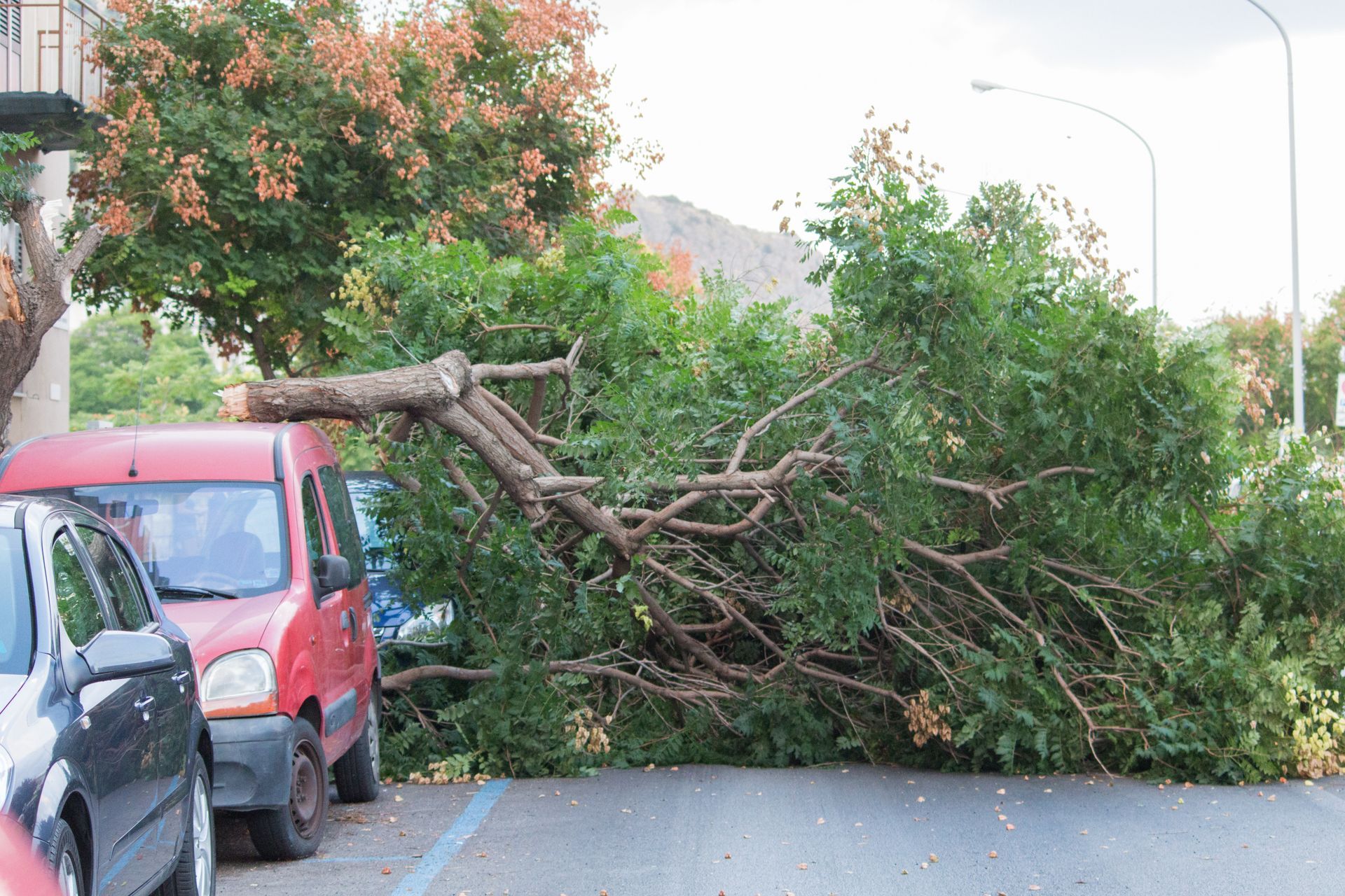 picture of emergency tree removal
