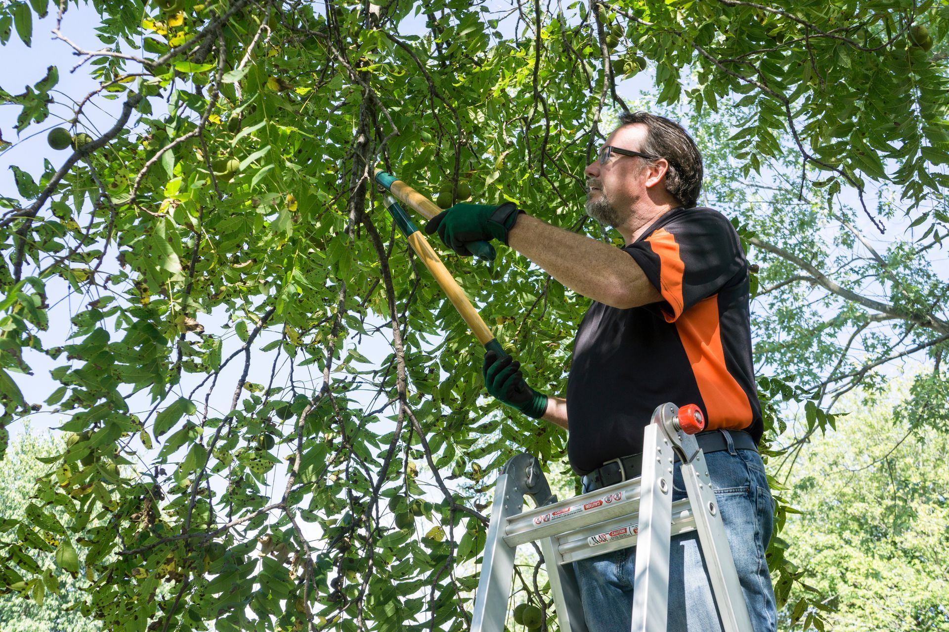picture of arborist trimming tree