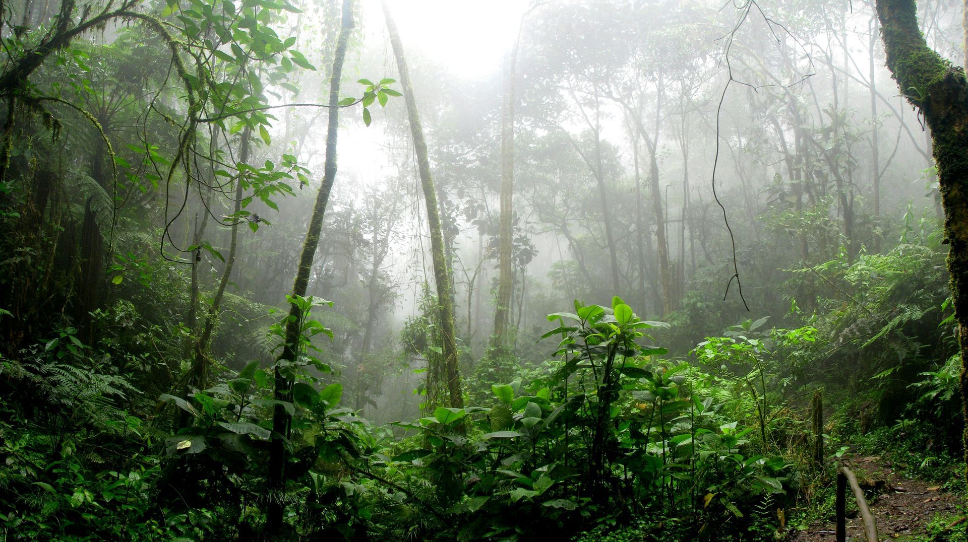 Lush green foliage and tall, misty trees in a dense, foggy tropical rainforest.