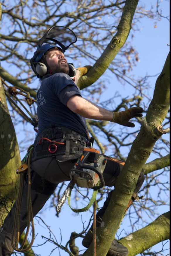 A tree surgeon in a tree, in the middle of the felling process.