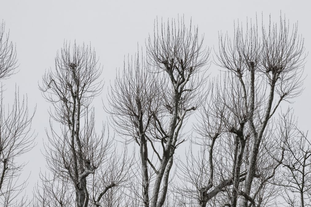 Large trees that need treatment to get better.