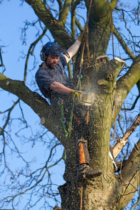 Specialised tree service company removing branches.