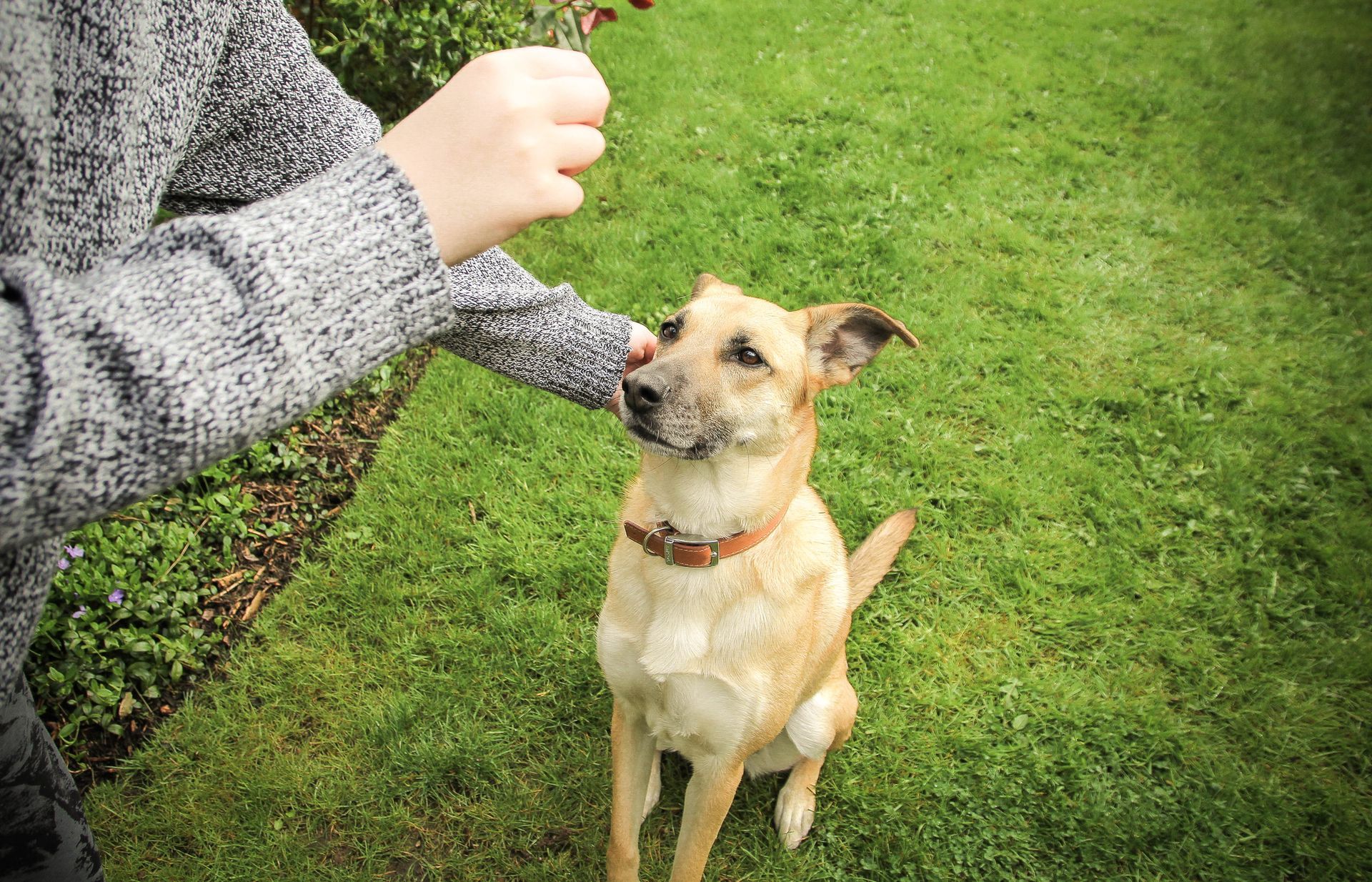 Puppy Training — Kempner, TX — DogON Paw Wow Training