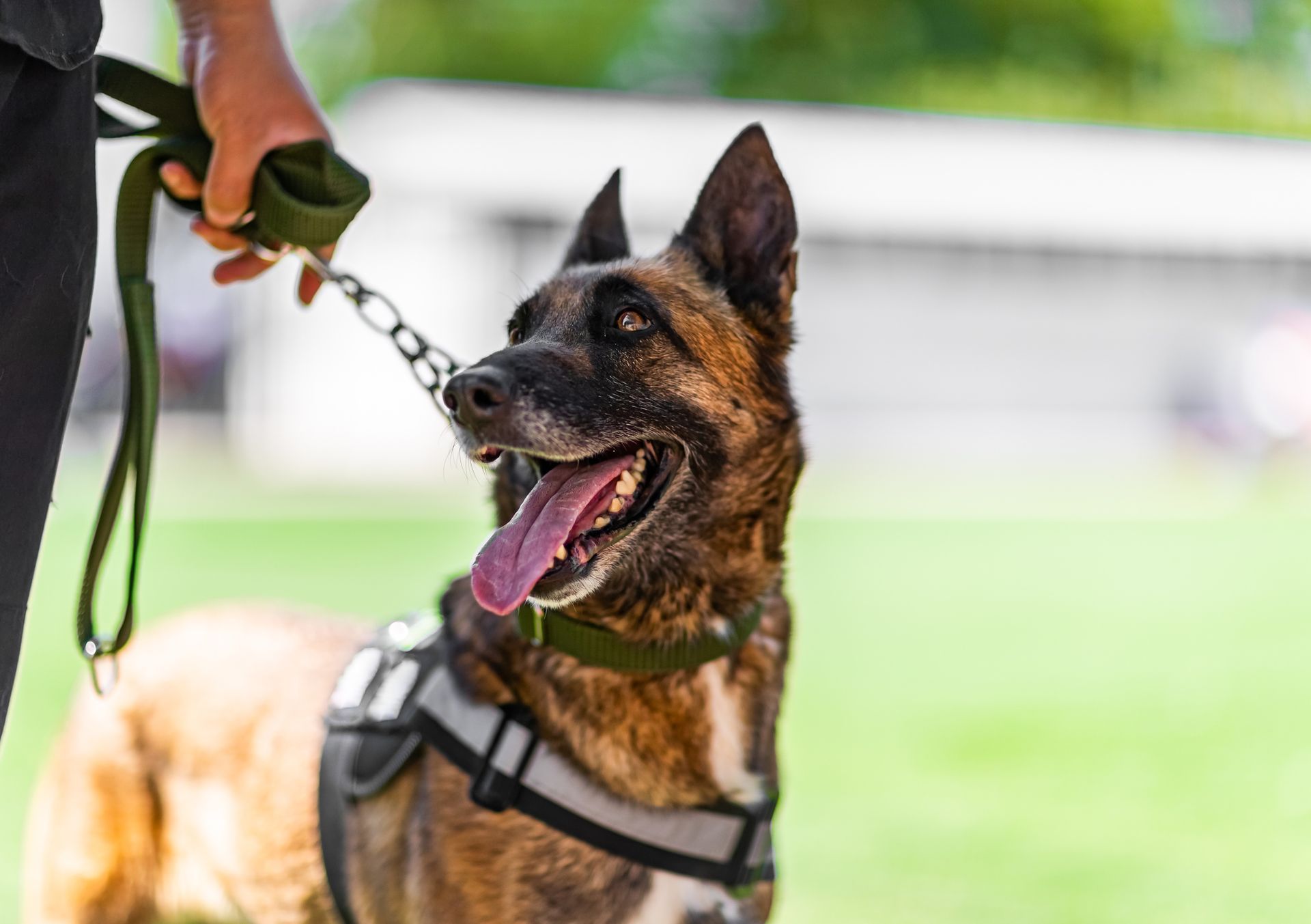 In-Home Training — Kempner, TX — DogON Paw Wow Training