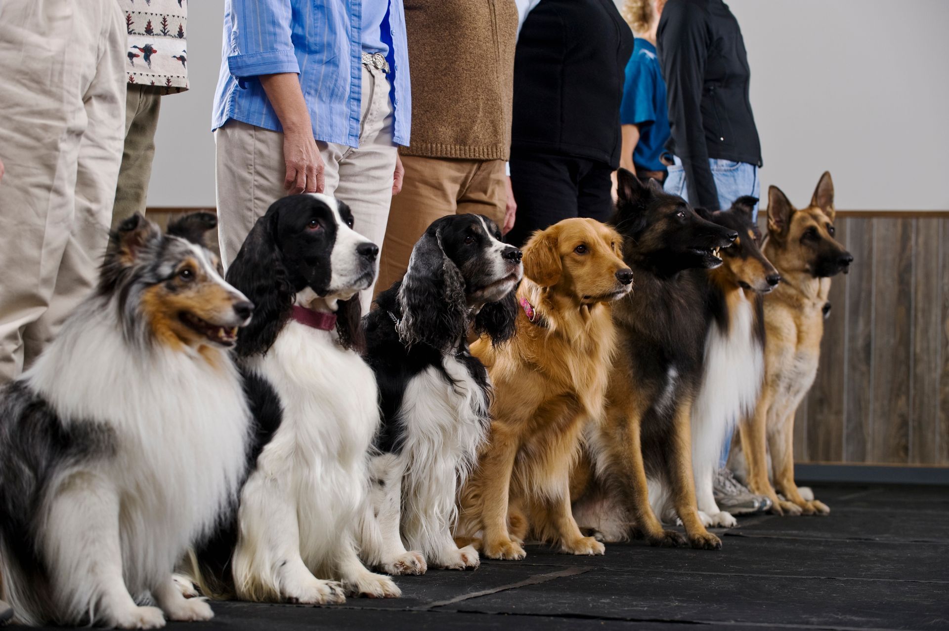 Canine Good Citizen — Kempner, TX — DogON Paw Wow Training