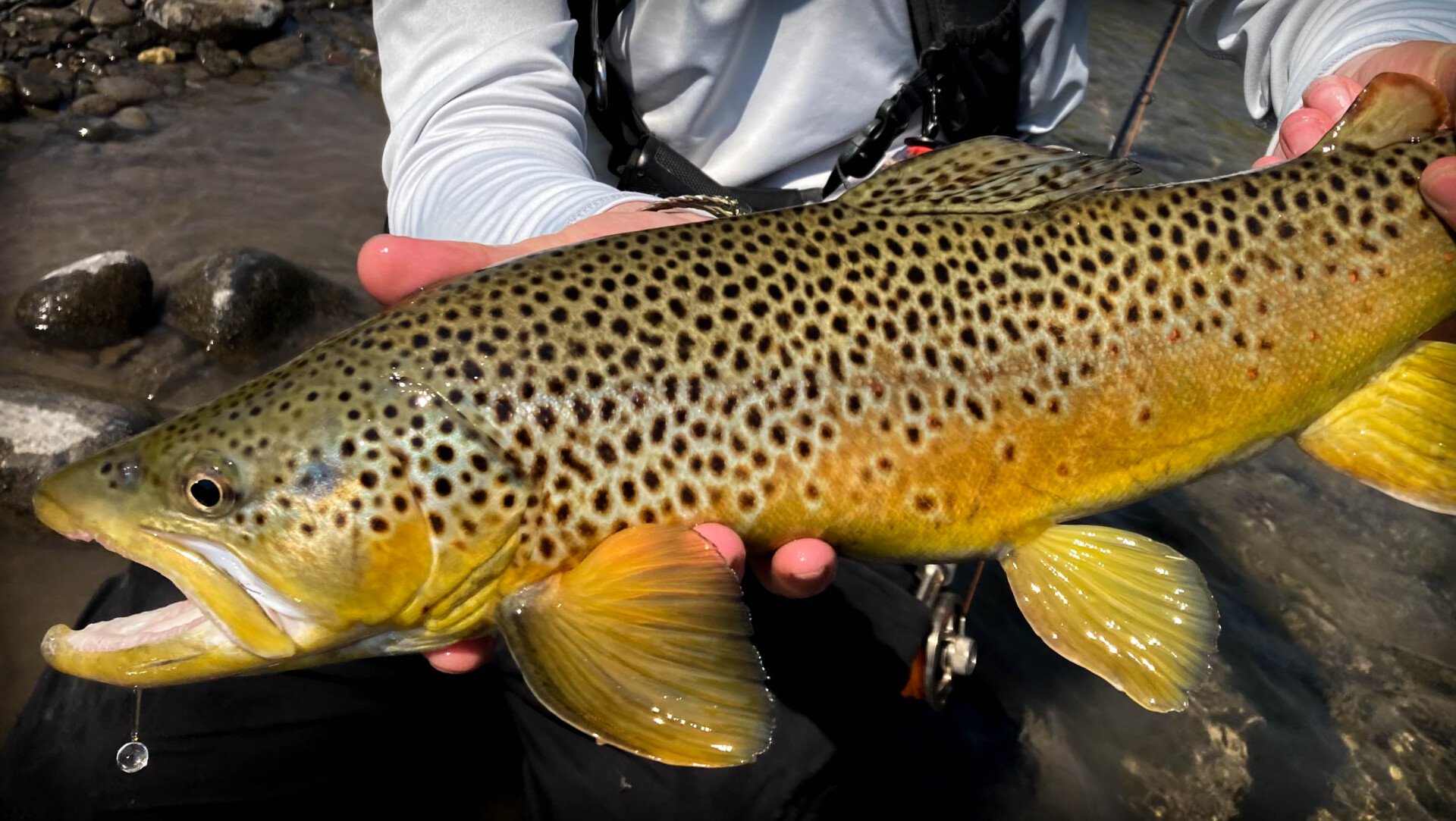 Fly Fishing Guides & Outfitters Dubois WY Wind River Flyfitter