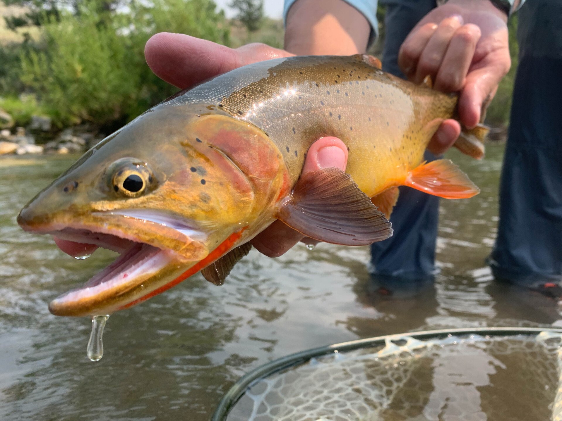 Fly Fishing Guides & Outfitters Dubois WY Wind River Flyfitter