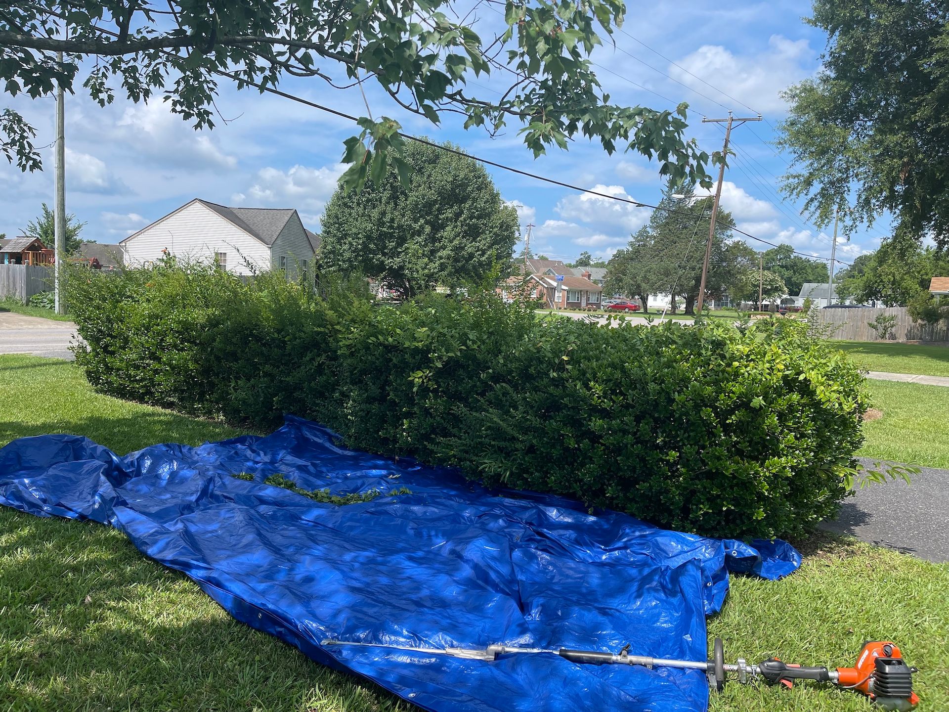 A blue tarp is laying on the grass next to a hedge trimmer.