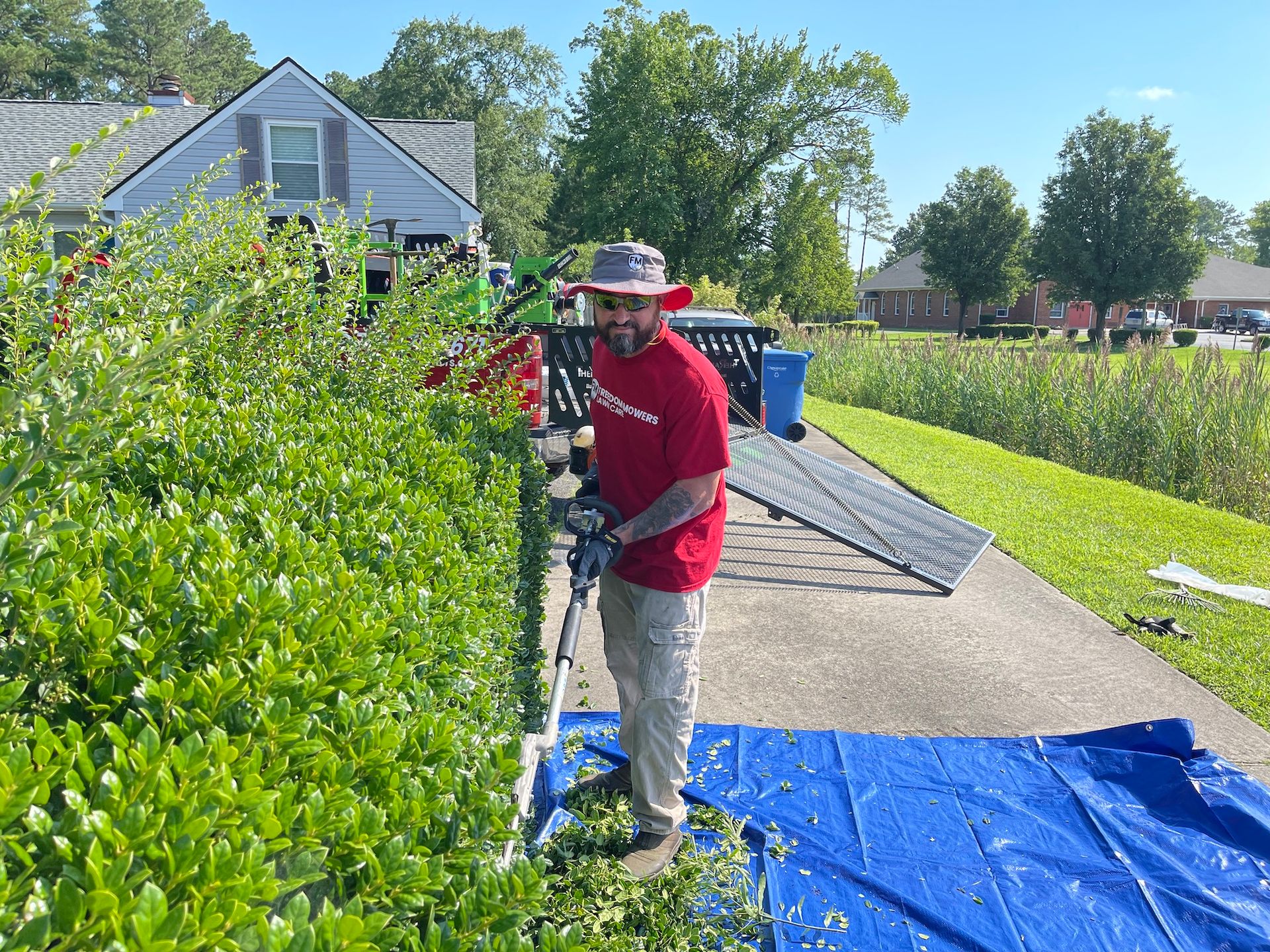 A man is standing on a blue tarp cutting a hedge.