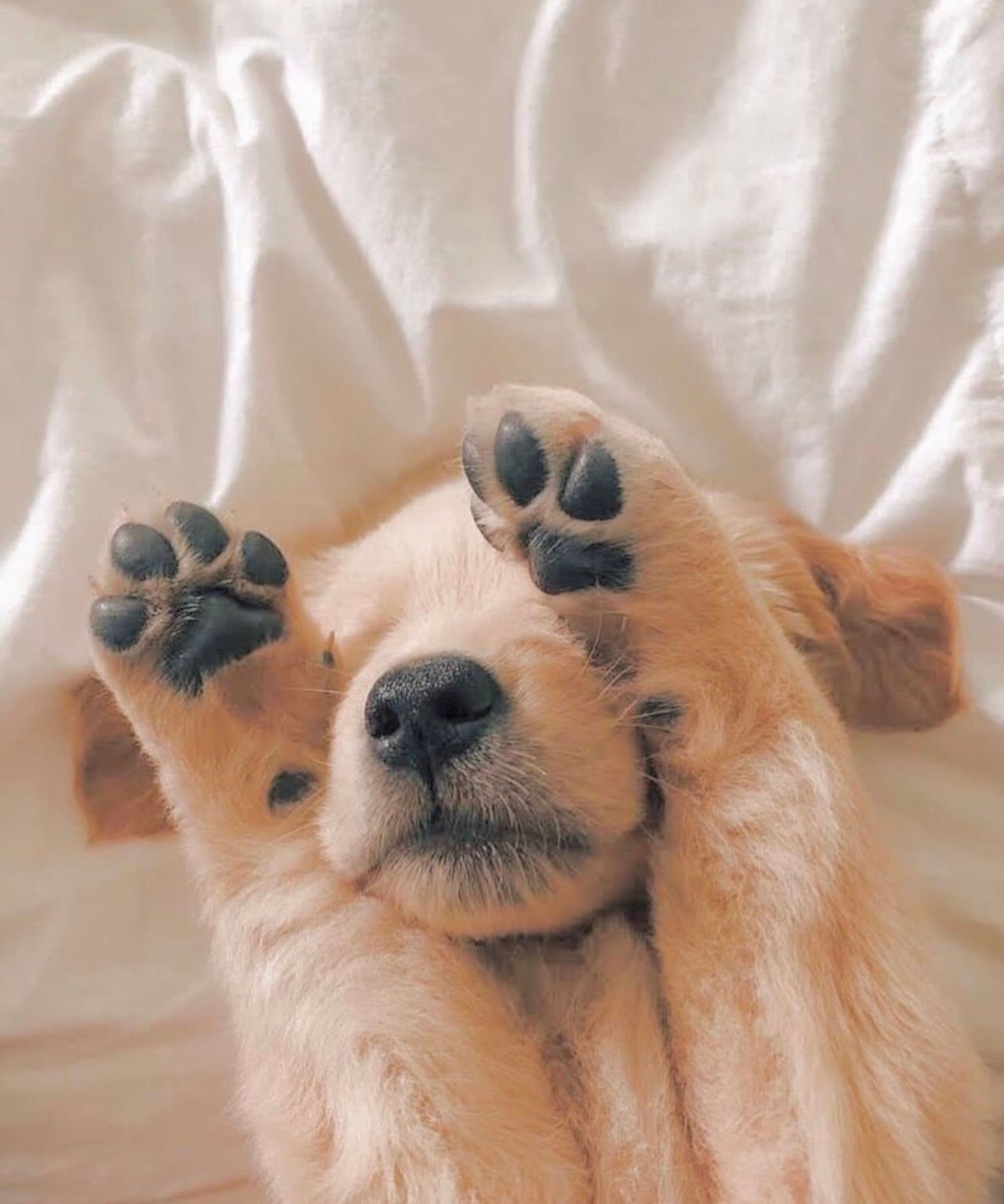 Puppies on couch