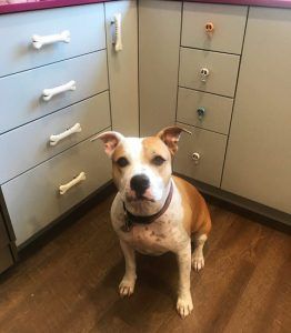 Brown-and-white dog sitting on a kitchen floor between light gray cabinets, looking at the camera