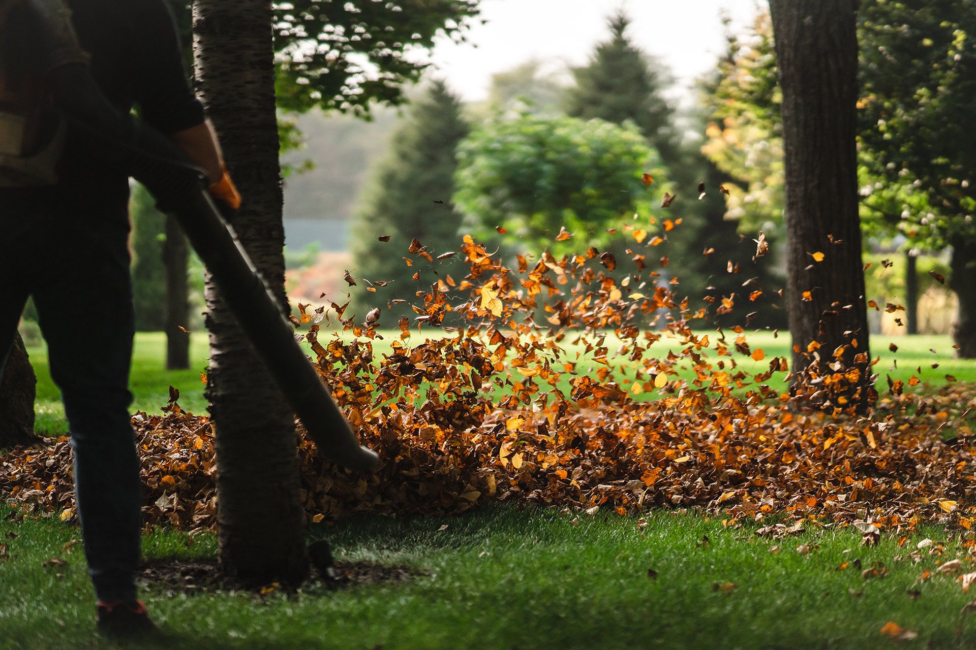 Person using a leaf blower to clear leaves from a grassy area in a park.