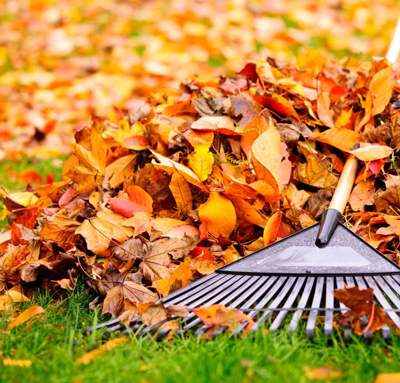 Pile of autumn leaves on green grass with a rake.