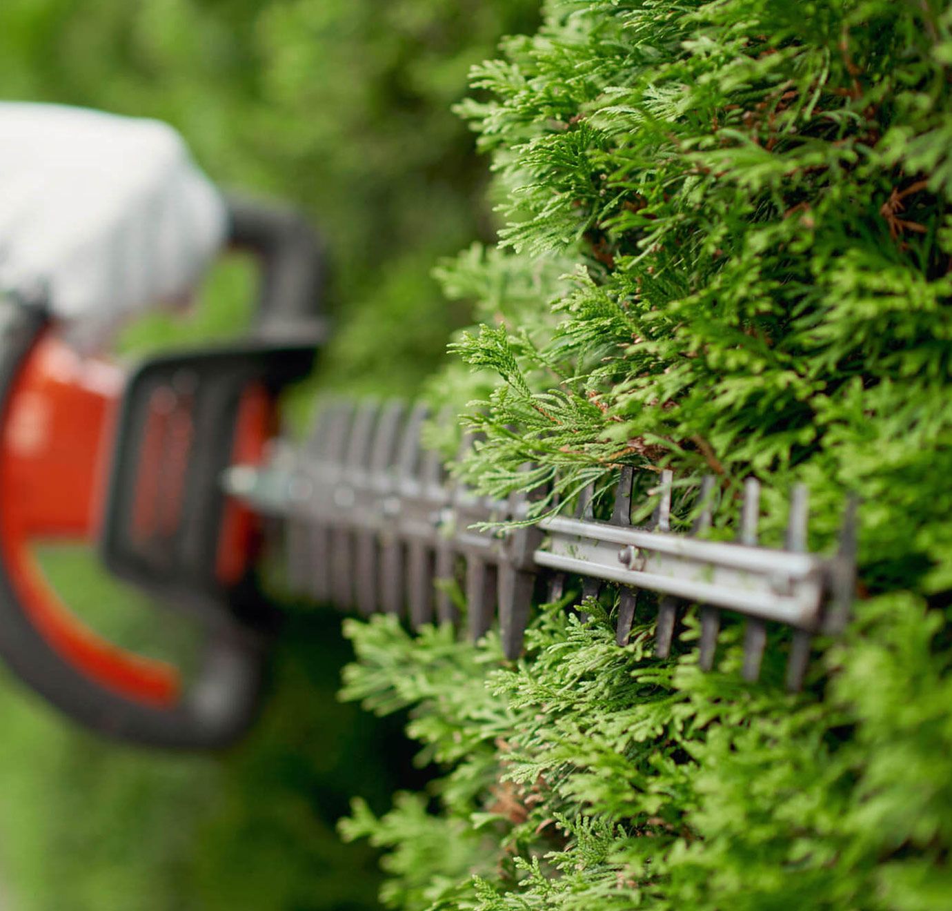 Hedge trimmer cutting a green, leafy hedge; orange and black tool.