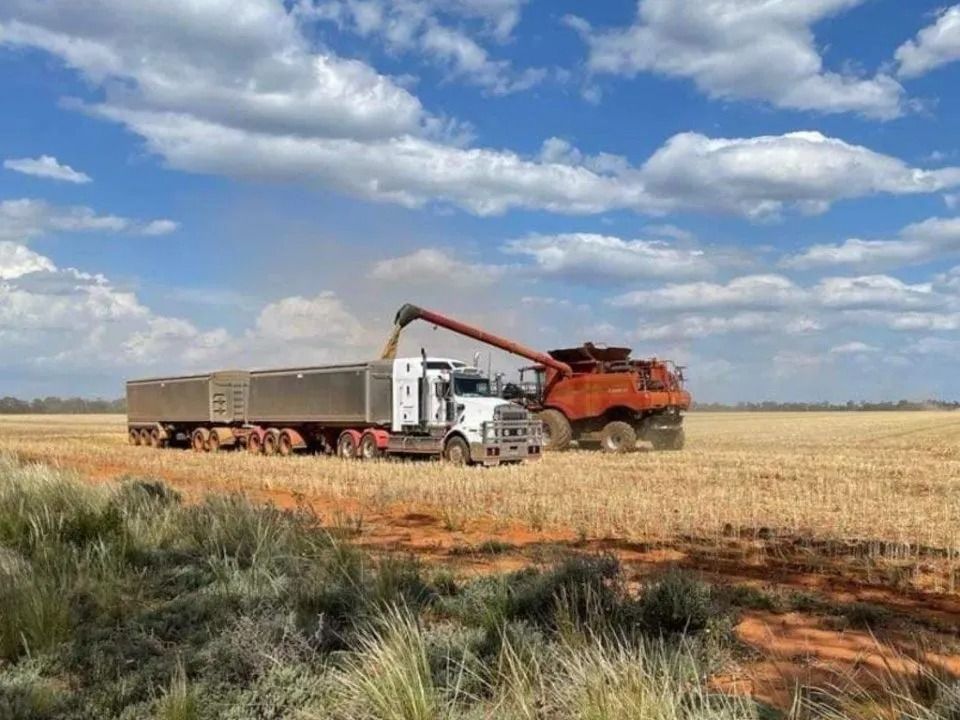Sugarcane harvester unloading into a white truck in a dry field under a cloudy sky