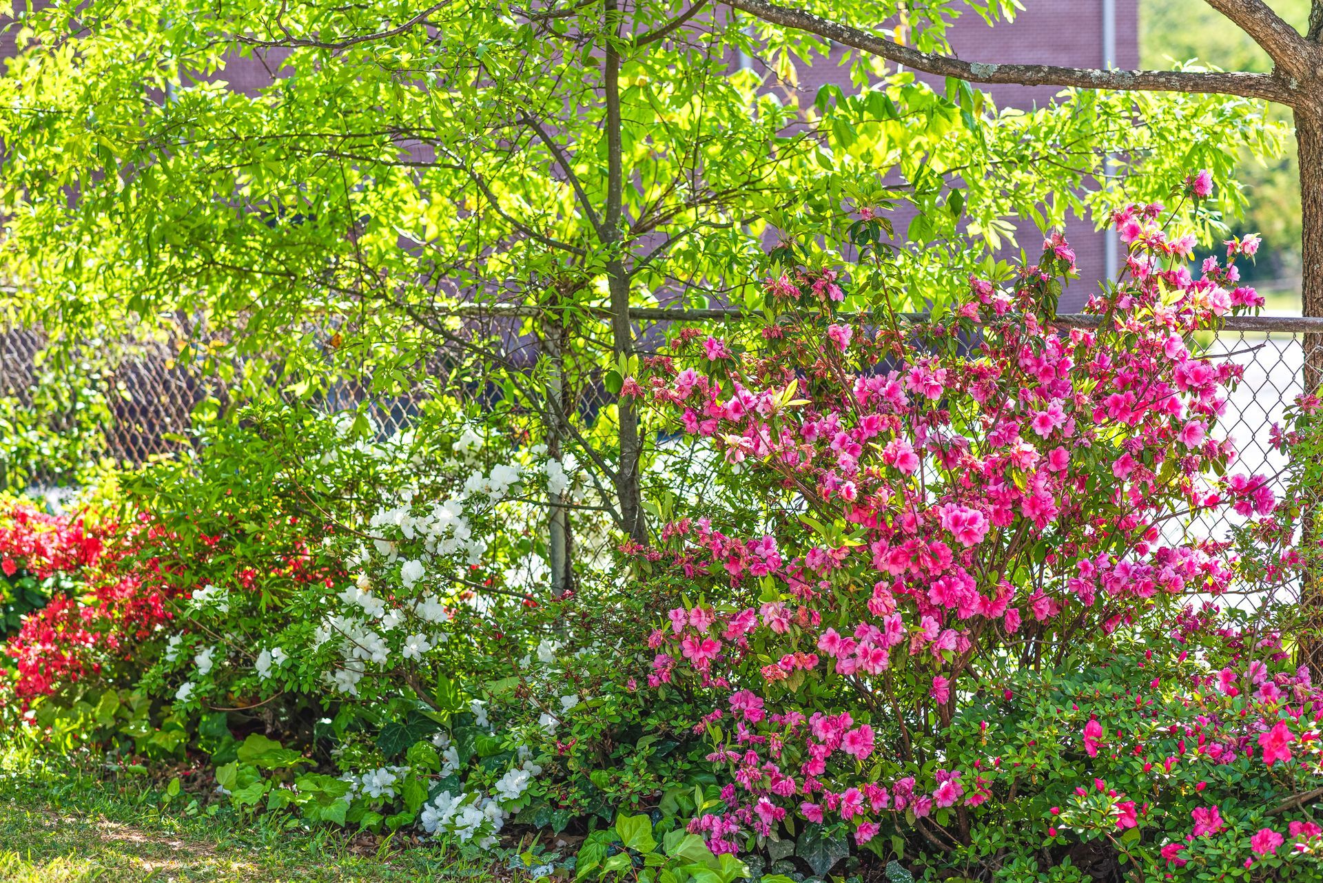 Bright garden with green trees and pink flowering bushes near a house fence