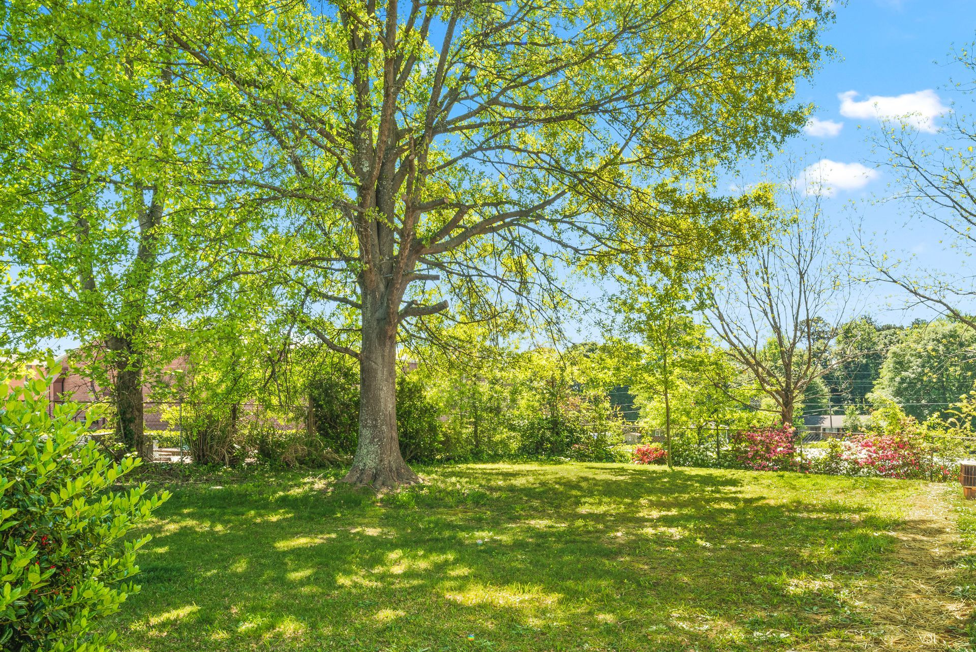 Sunny park with green trees, grassy lawn, and colorful flowers under a blue sky