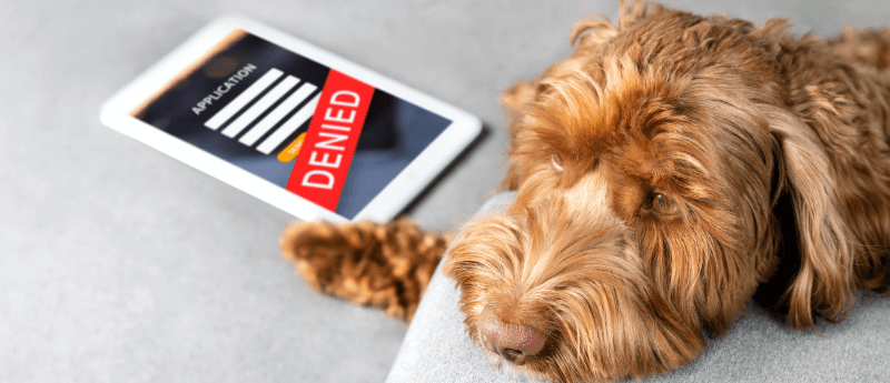 A sad dog rests beside a tablet with a