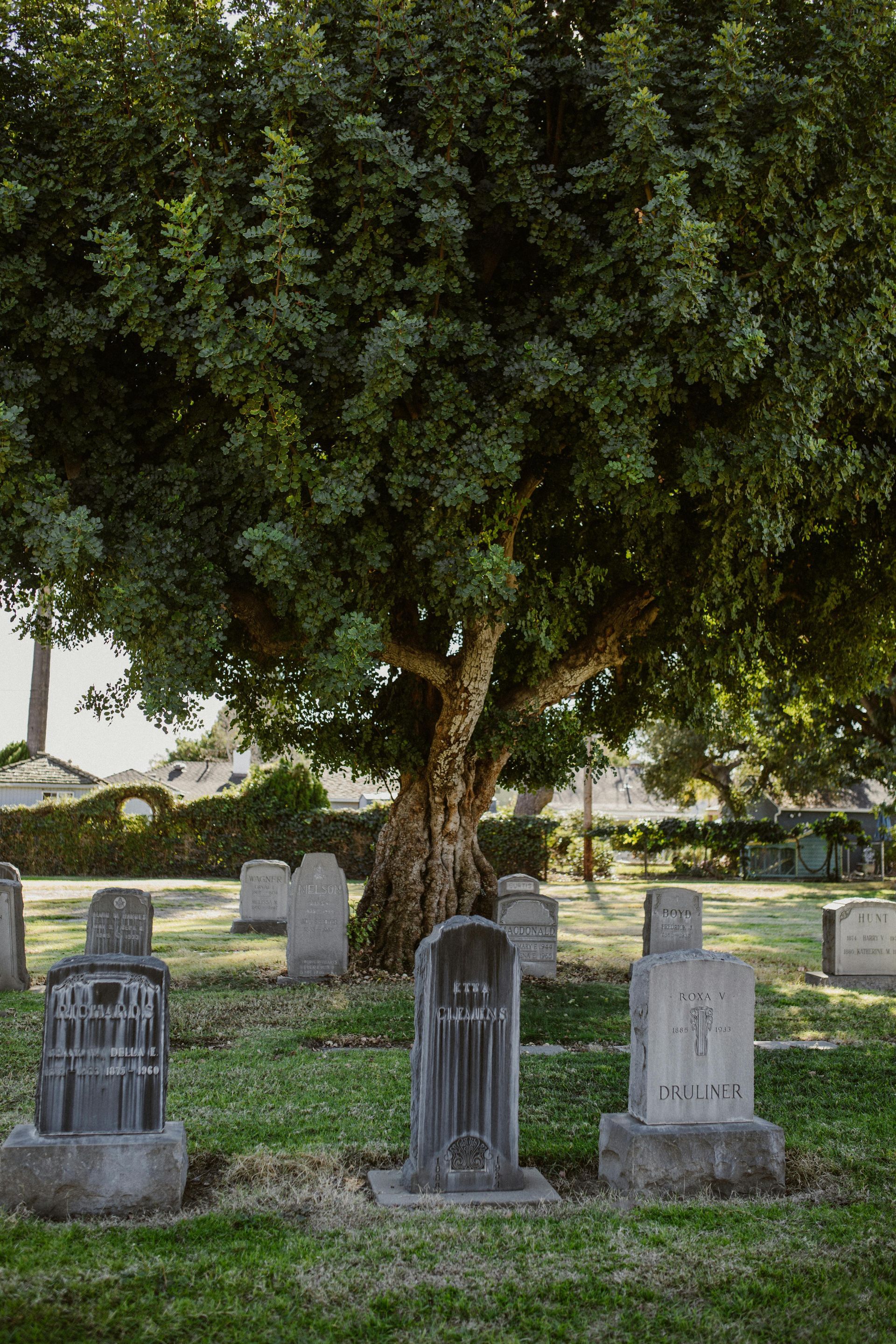 Cemetery scene with old headstones in a grassy area, large tree in the background.