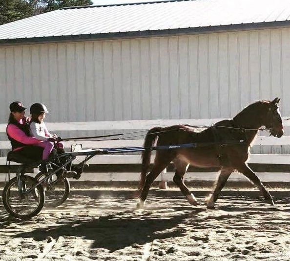 photo of instructor and student driving horse named