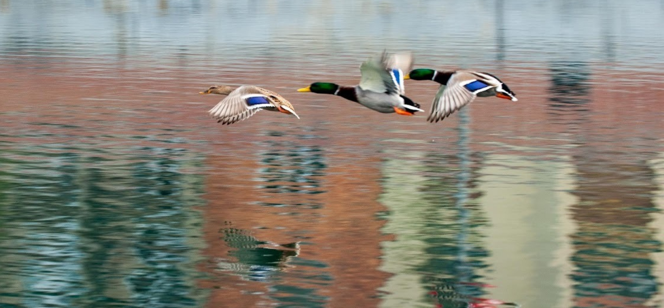 Tre anatre selvatiche volano in formazione sopra un lago tranquillo, riflettendo i colori degli edifici circostanti.
