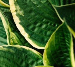 A close up of a blurred background with a purple and yellow gradient.