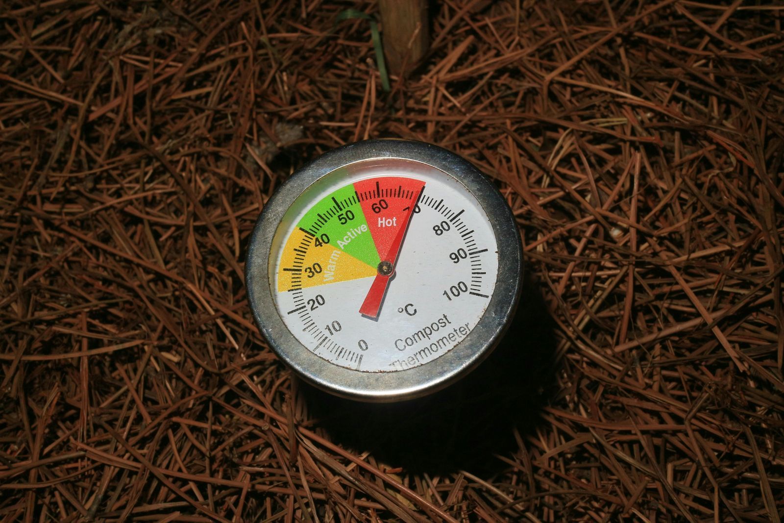A thermometer is sitting on a pile of pine needles.