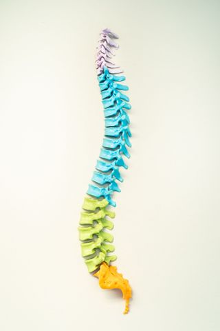 A skeleton dog draped in rainbow lei stands by an office doorway with small pumpkins on the floor.