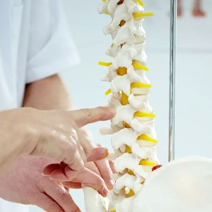 Hand pointing to a human spine model during a medical exam or anatomy lesson