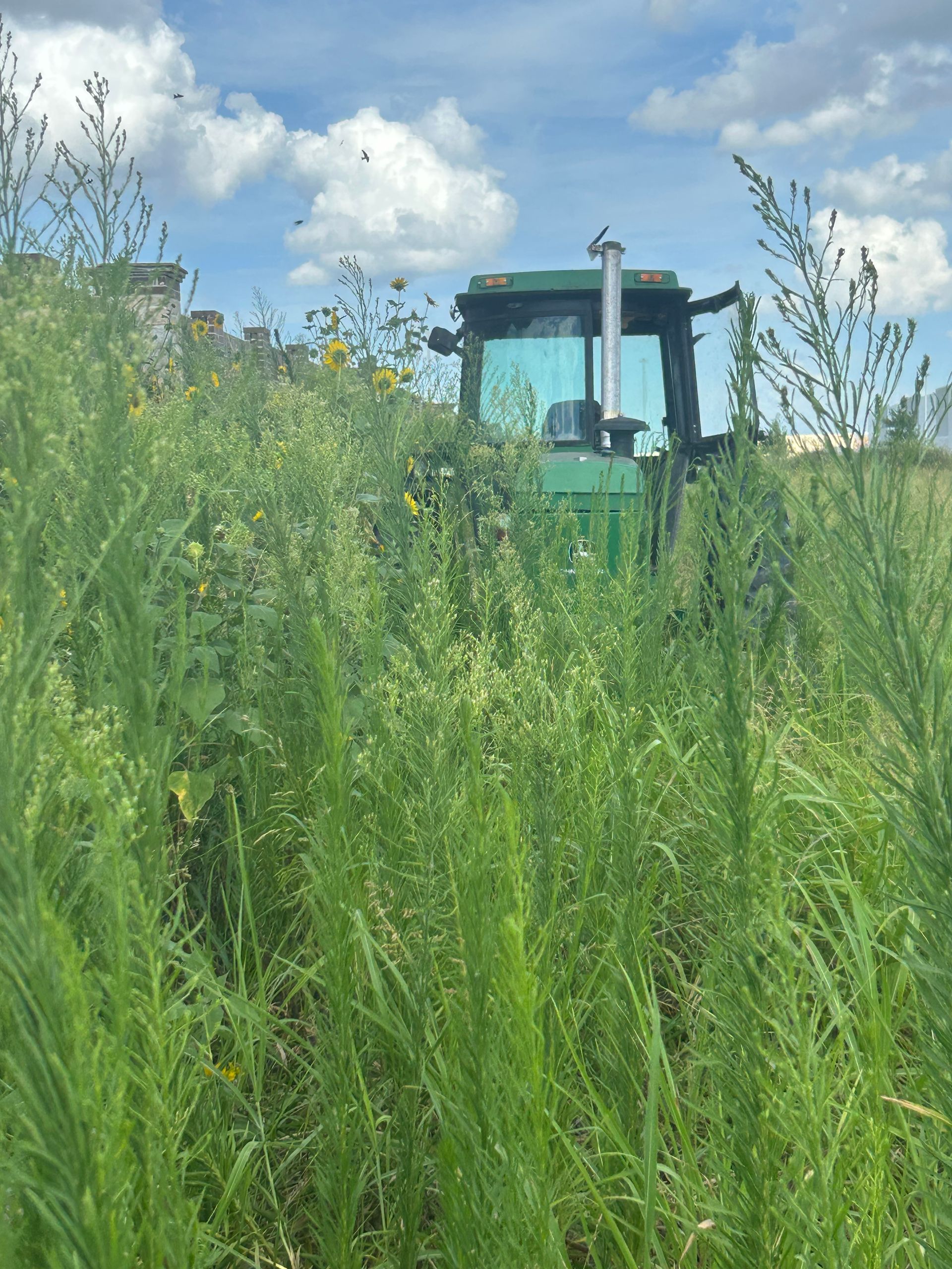 Green tractor partially obscured by tall, grassy weeds in a field, with a cloudy blue sky in the background.