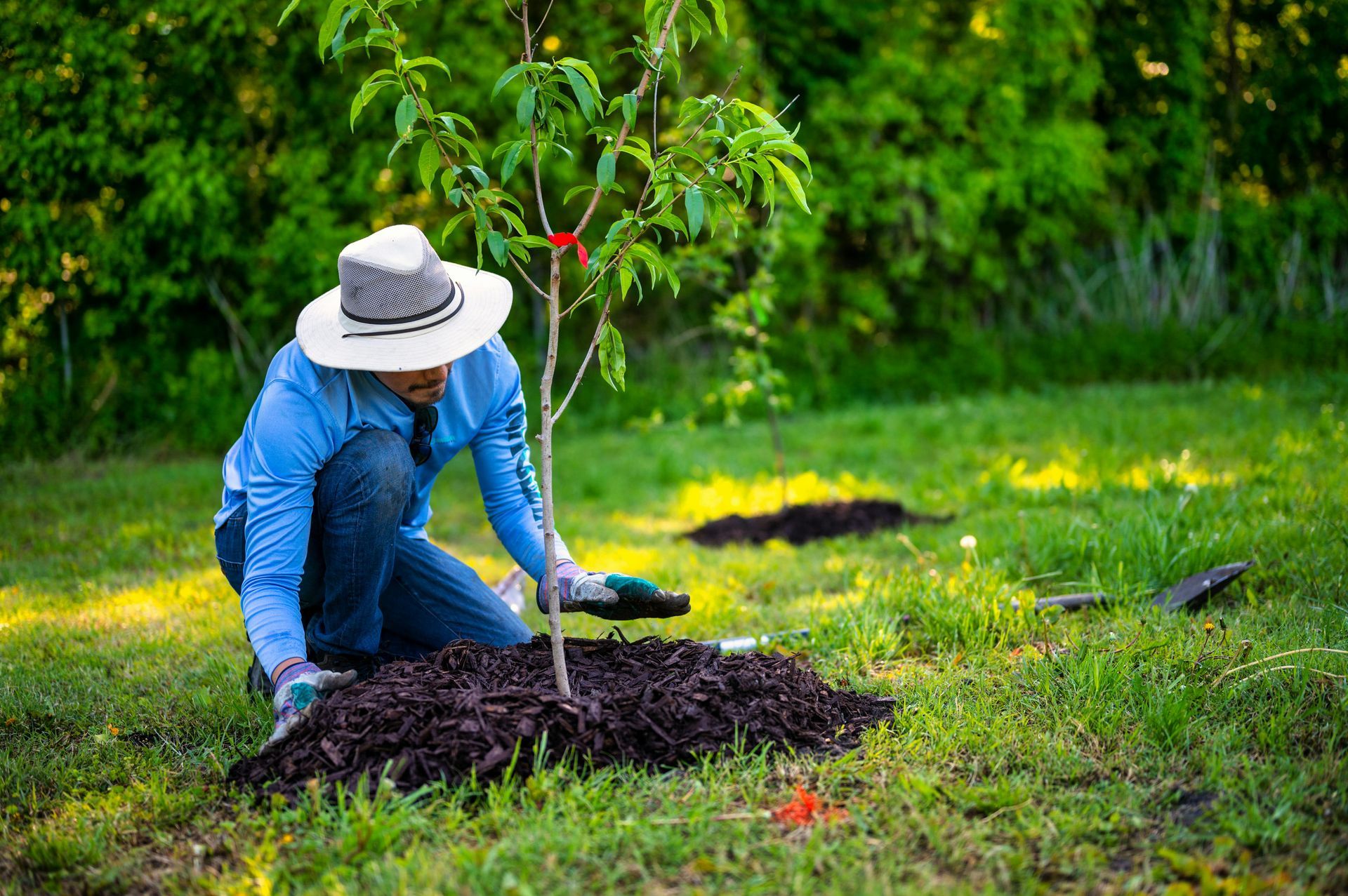 A person wearing a hat and blue shirt kneels in a grassy area, spreading mulch around the base of a young tree.