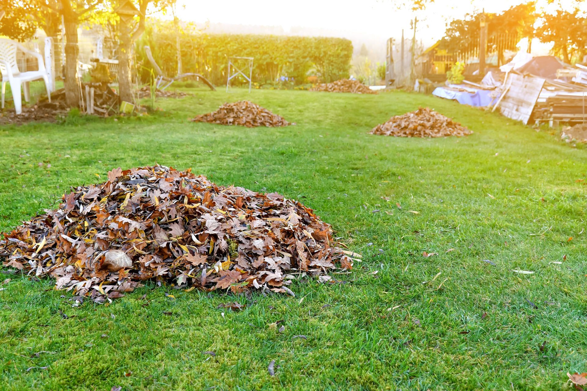 Several piles of brown, fallen autumn leaves sit on a bright green lawn in a yard, illuminated by warm sunlight.