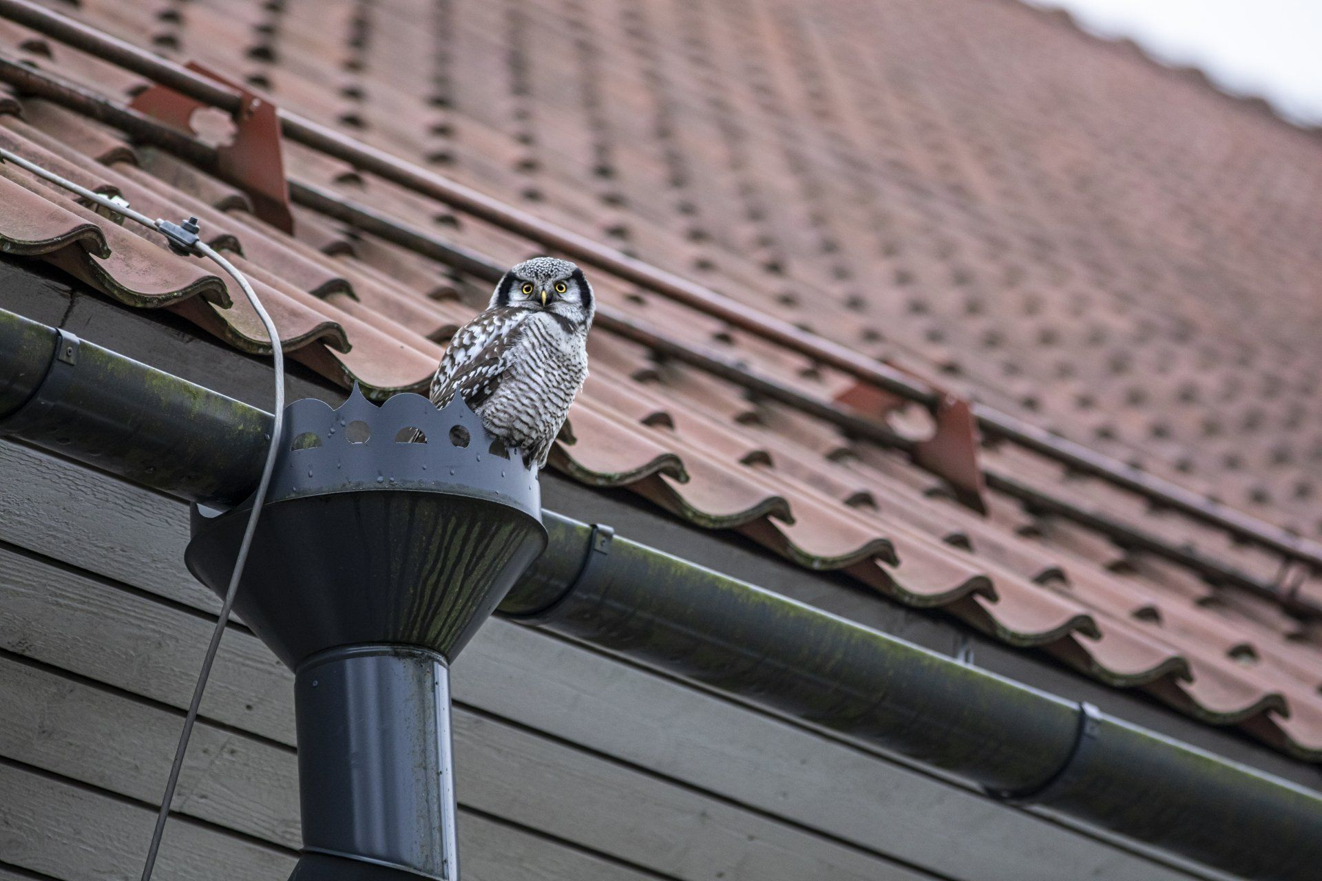 Storm Damage Replacement in Northeast G Gutter Replacement Winder GA