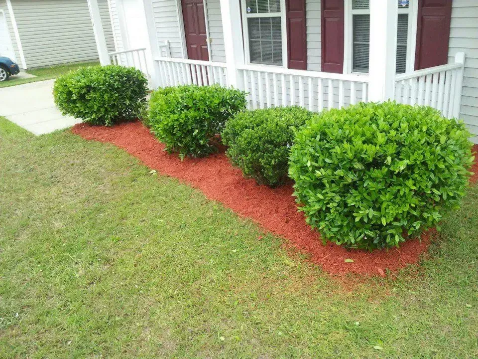 Honey Badger Lawn & Landscape
- A row of bushes in front of a house with red mulch.
